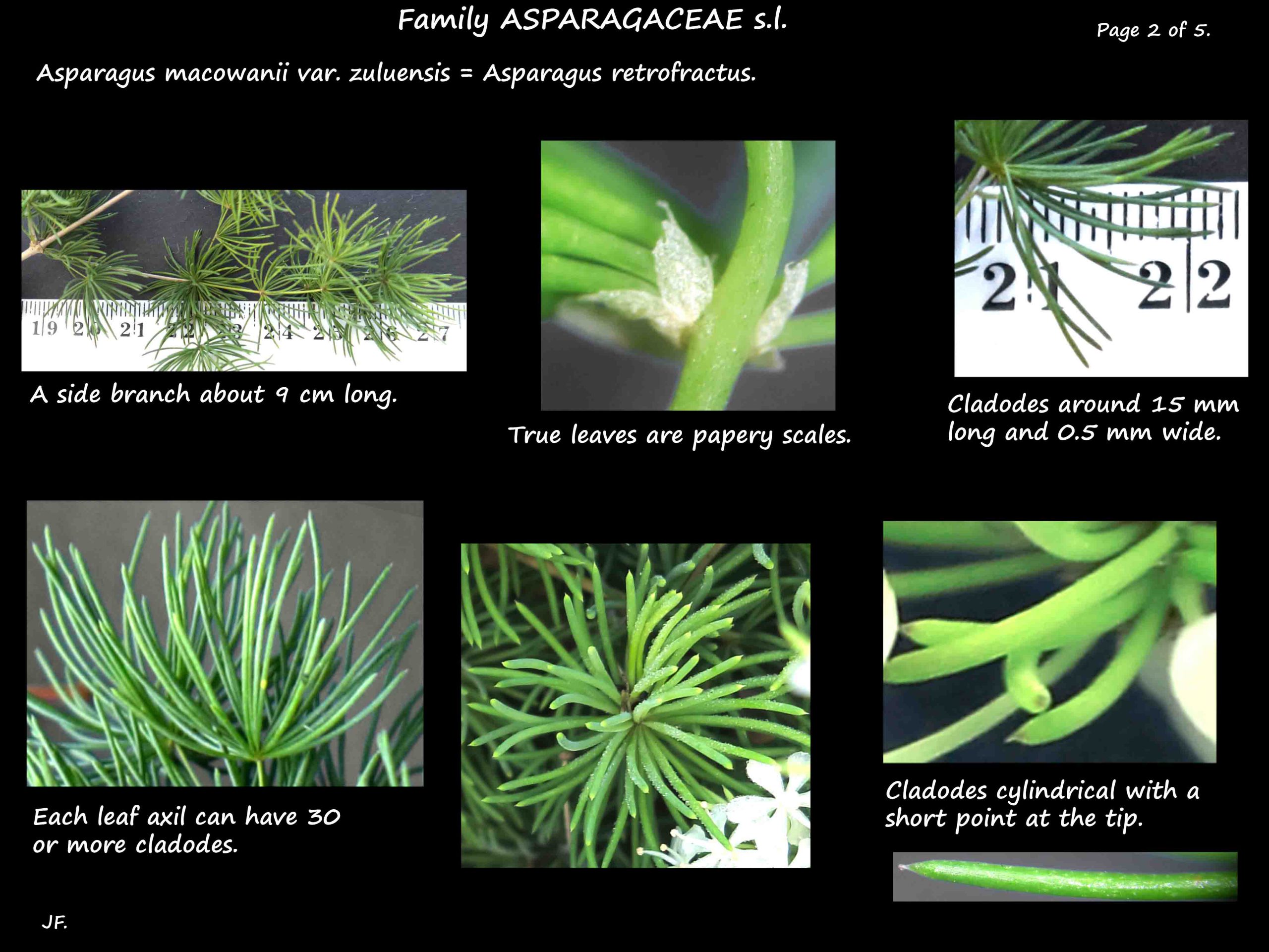 2 Asparagus retrofractus leaves